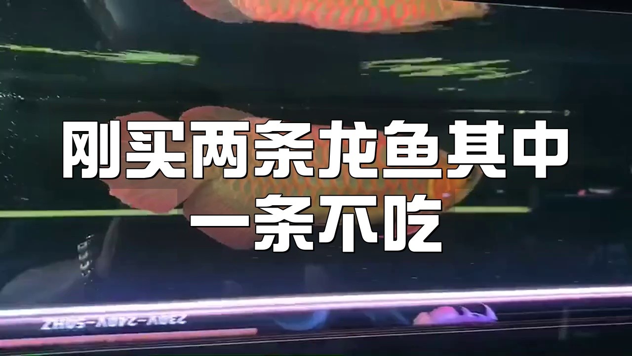 如何預防龍魚不吃食？，雷龍魚新到家三五天不吃東西趴缸沒狀態怎么辦