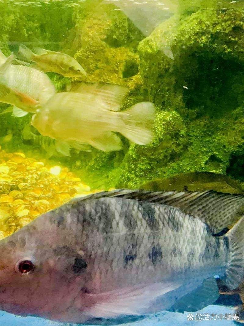太原水族館，華北地區首個購物中心內的水族館沙沙嘩啦海洋館：水族館