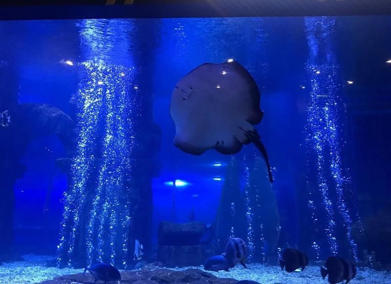 太原水族館，華北地區首個購物中心內的水族館沙沙嘩啦海洋館：水族館