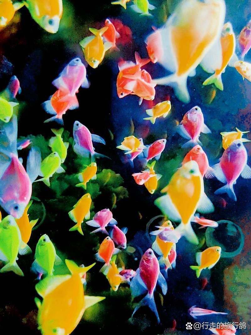 太原水族館，華北地區首個購物中心內的水族館沙沙嘩啦海洋館：水族館