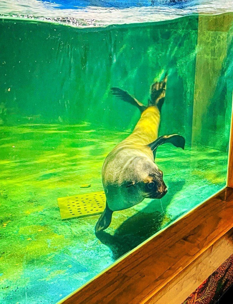 太原水族館，華北地區首個購物中心內的水族館沙沙嘩啦海洋館：水族館