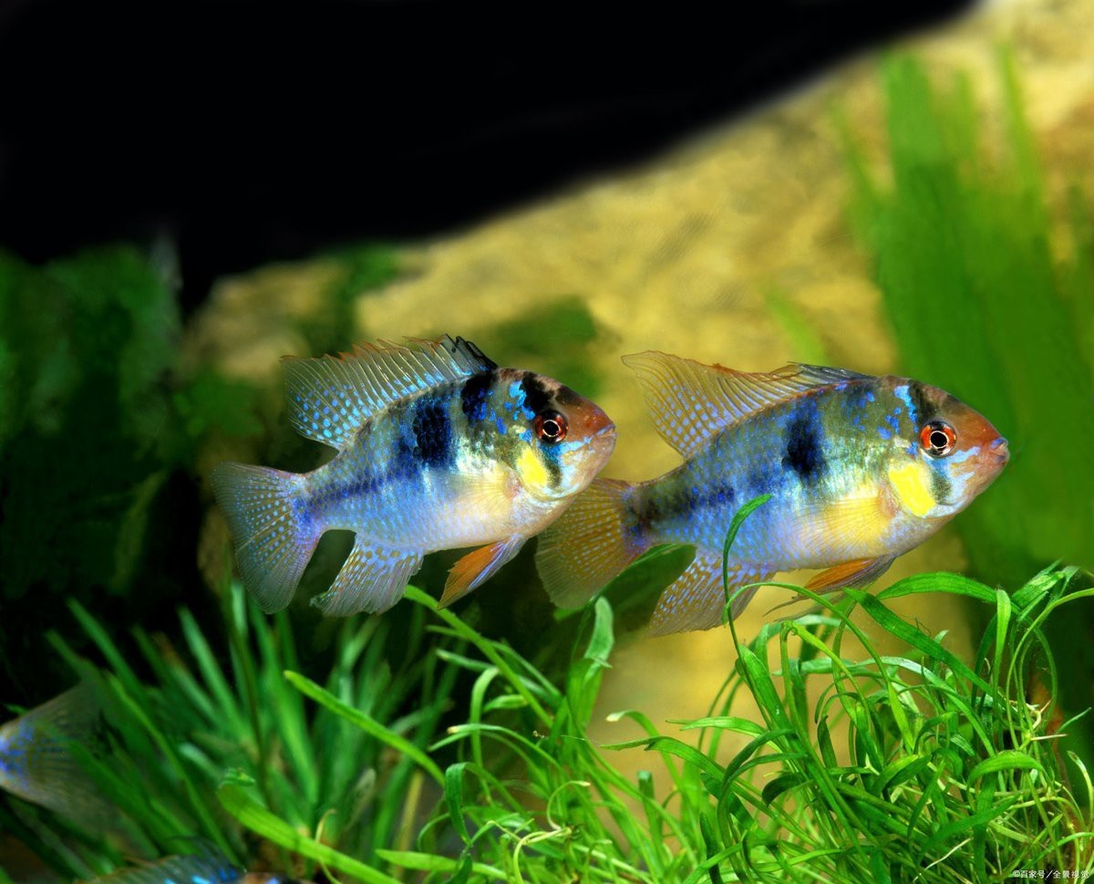 三湖慈鯛魚最佳搭配表，三湖慈鯛能與什么魚混養