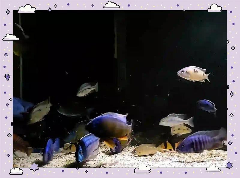 三湖慈鯛魚最佳搭配表，三湖慈鯛能與什么魚混養