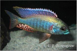 三湖慈鯛魚最佳搭配表，三湖慈鯛能與什么魚混養
