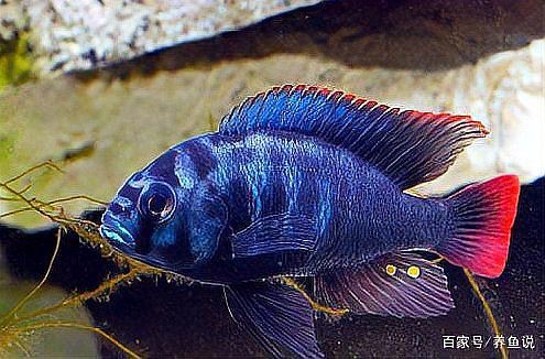 三湖慈鯛魚最佳搭配表，三湖慈鯛能與什么魚混養