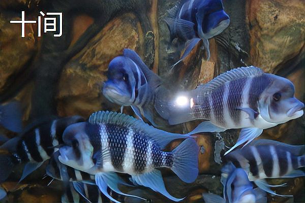 三湖慈鯛魚最佳搭配表，三湖慈鯛能與什么魚混養