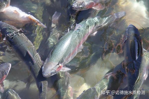 什么魚喜歡酸性水質，\