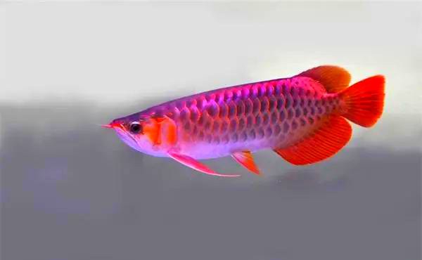 如何判斷銀龍魚的品相？，如何挑選優質銀龍魚 如何判斷銀龍魚的品相？，如何挑選優質銀龍魚 龍魚論壇 第5張