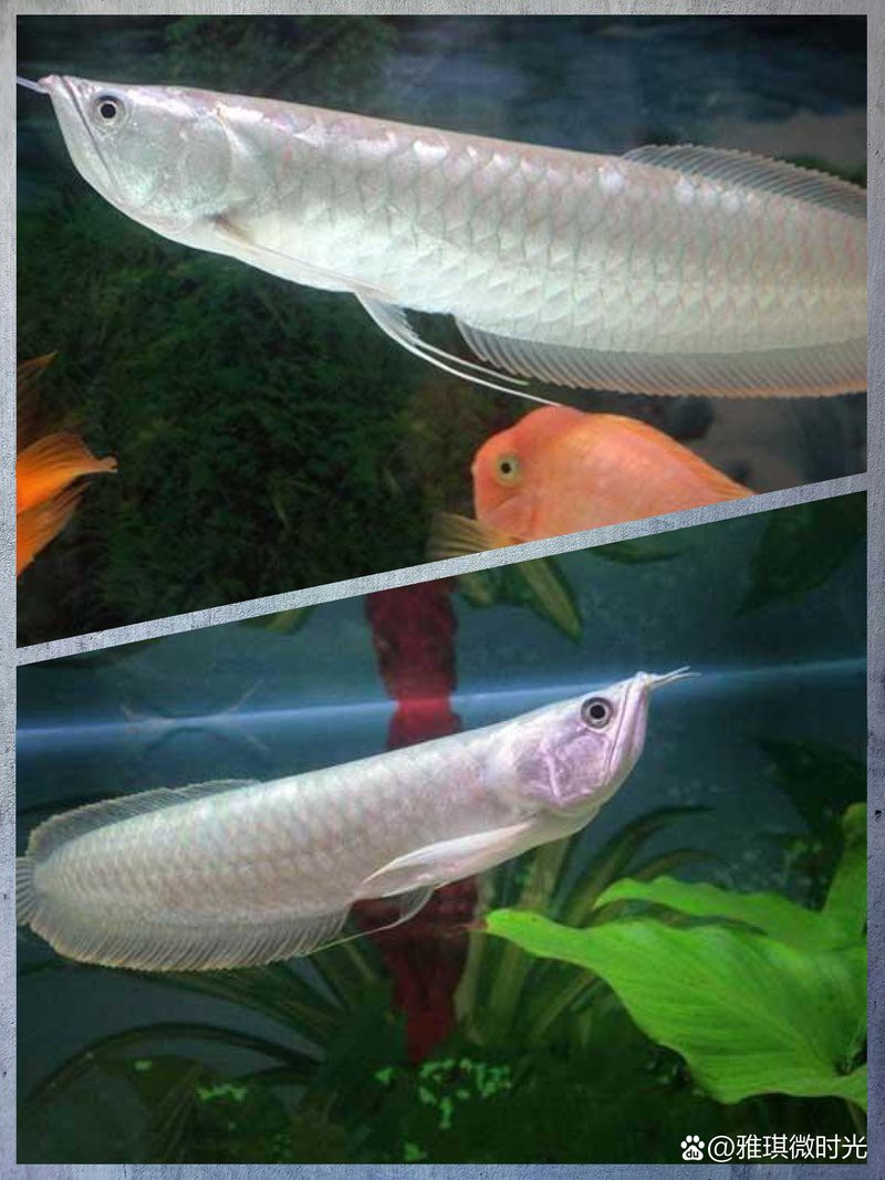 如何判斷銀龍魚的品相？，如何挑選優質銀龍魚 如何判斷銀龍魚的品相？，如何挑選優質銀龍魚 龍魚論壇 第1張