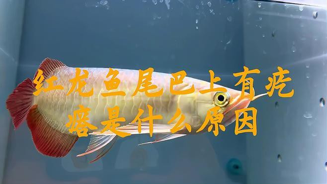 如何判斷紅龍魚是否感染？，判斷紅龍魚是否感染是養(yǎng)護(hù)過程中的關(guān)鍵環(huán)節(jié)是養(yǎng)護(hù)過程中的關(guān)鍵環(huán)節(jié) 如何判斷紅龍魚是否感染？，判斷紅龍魚是否感染是養(yǎng)護(hù)過程中的關(guān)鍵環(huán)節(jié)是養(yǎng)護(hù)過程中的關(guān)鍵環(huán)節(jié) 龍魚論壇 第7張