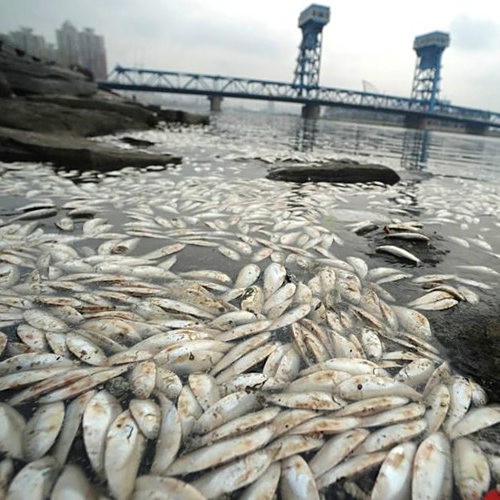 如何判斷紅龍魚是否受到重金屬污染？，判斷紅龍魚是否受重金屬污染可從多方面觀察