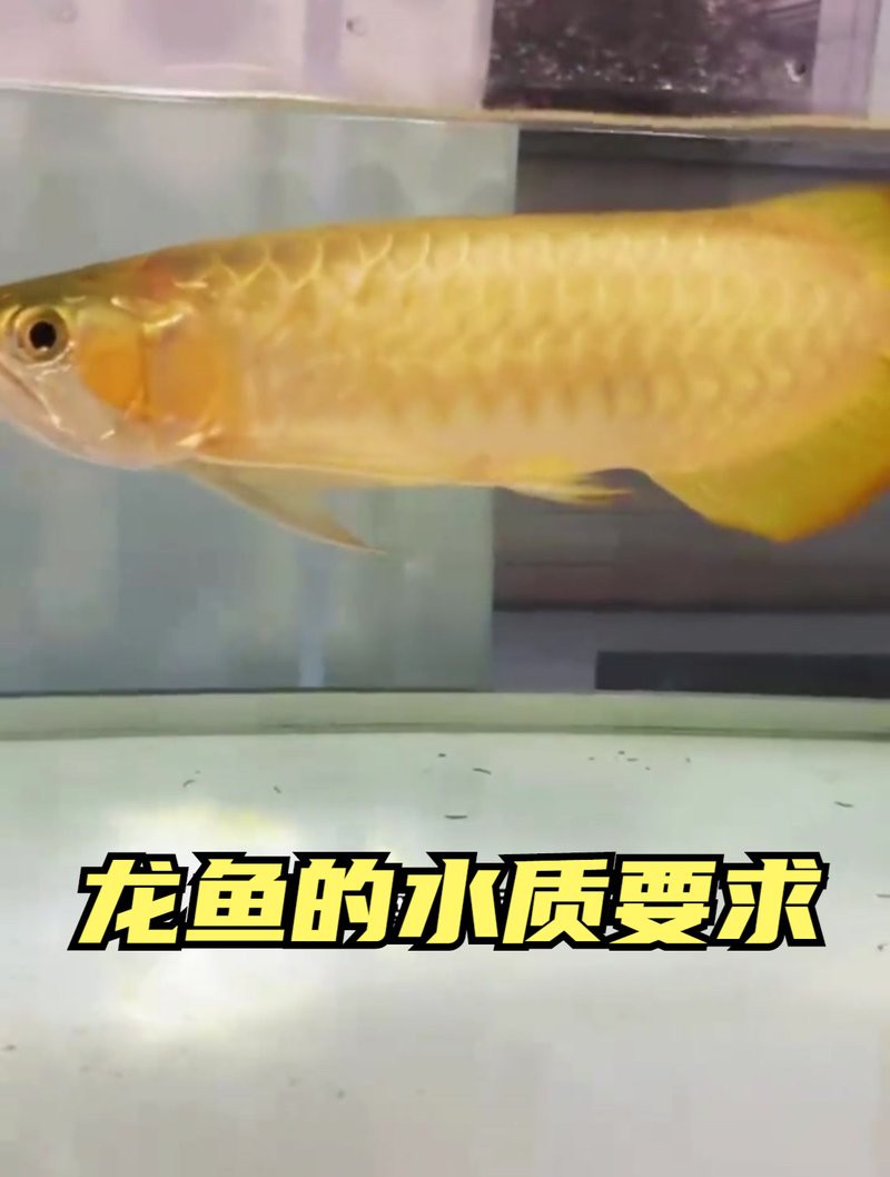 如何判斷龍魚環境氣場是否合適？，判斷龍魚環境氣場是否合適至關重要