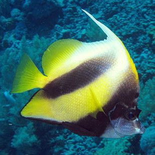 關刀魚放家里不吉利嗎，關刀魚放家里不吉利嗎關刀魚放家里不吉利嗎