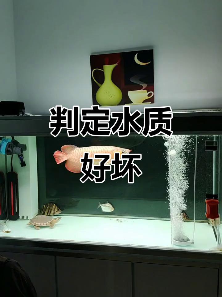 如何判斷古典龍魚是否健康，古典龍魚健康問題詳解:癥狀識別與治療方法甜蜜的奶茶鋪子