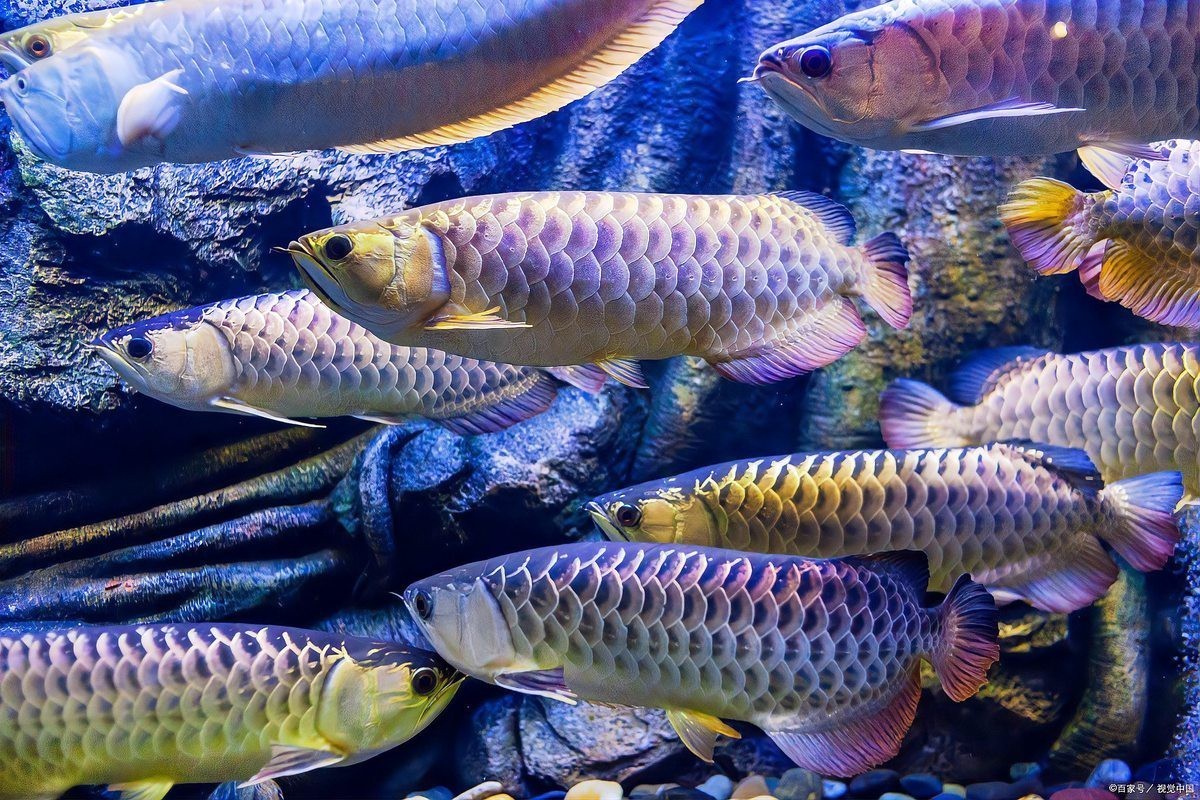 如何判斷古典龍魚是否健康，古典龍魚健康問題詳解:癥狀識別與治療方法甜蜜的奶茶鋪子