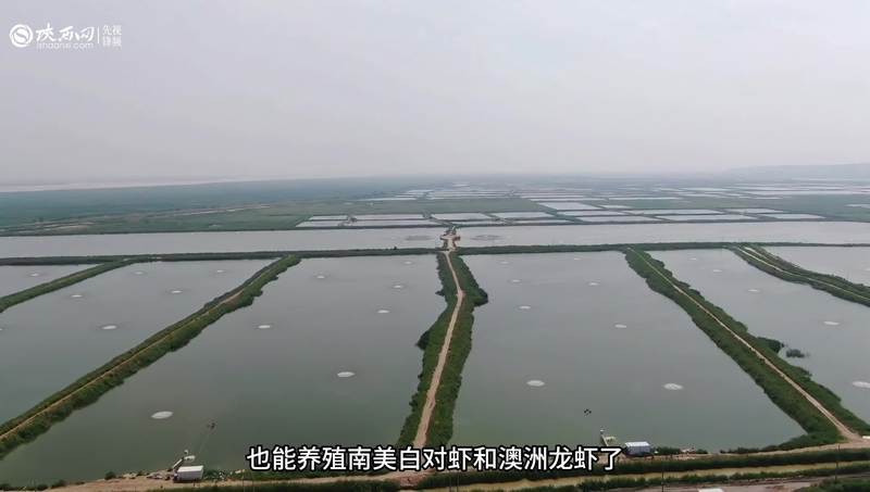 合陽龍魚店，合陽龍魚店價格范圍合陽龍魚店主要產品有哪些