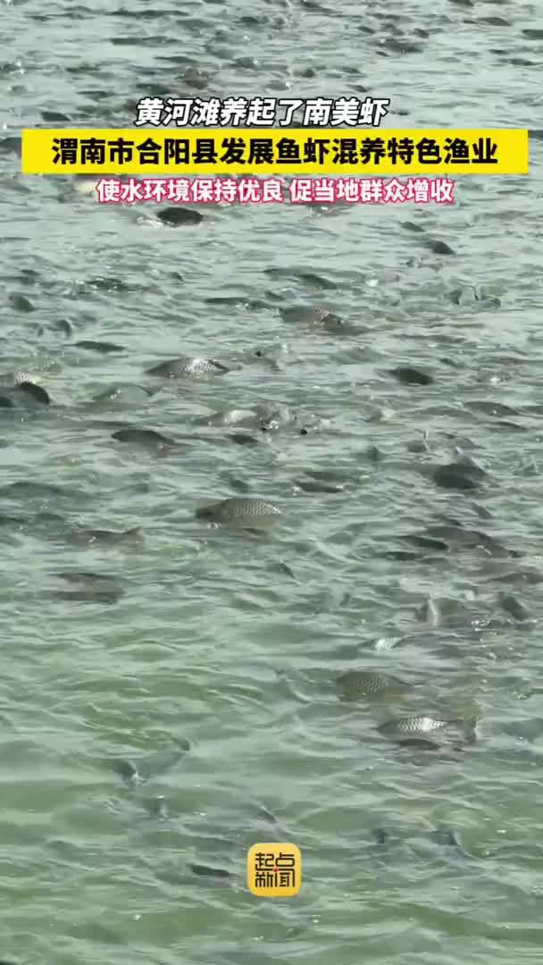合陽龍魚店，合陽龍魚店價格范圍合陽龍魚店主要產品有哪些