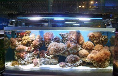 莆田水族批發(fā)市場(chǎng)，莆田水產(chǎn)品市場(chǎng)價(jià)格走勢(shì)分析 莆田水族批發(fā)市場(chǎng)，莆田水產(chǎn)品市場(chǎng)價(jià)格走勢(shì)分析 全國(guó)水族館企業(yè)名錄 第9張