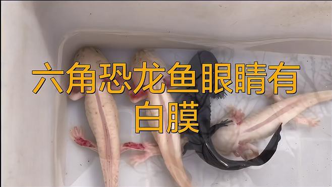 哪些因素會導致龍魚眼睛白膜？，《哪些因素會導致龍魚眼睛白膜？》