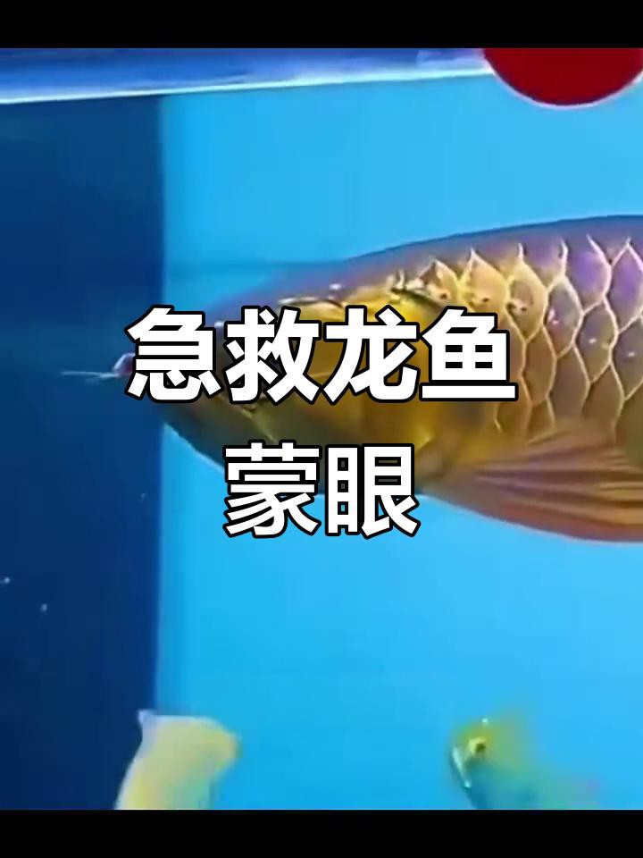 哪些因素會導致龍魚眼睛白膜？，《哪些因素會導致龍魚眼睛白膜？》