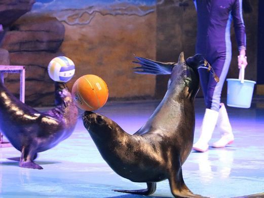 岳陽樓水族店，岳陽樓區水族館