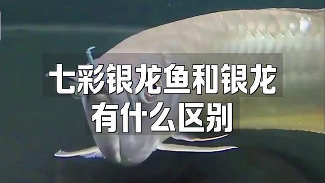 如何區分七彩龍魚和銀龍魚？，七彩銀龍魚和銀龍魚有什么區別