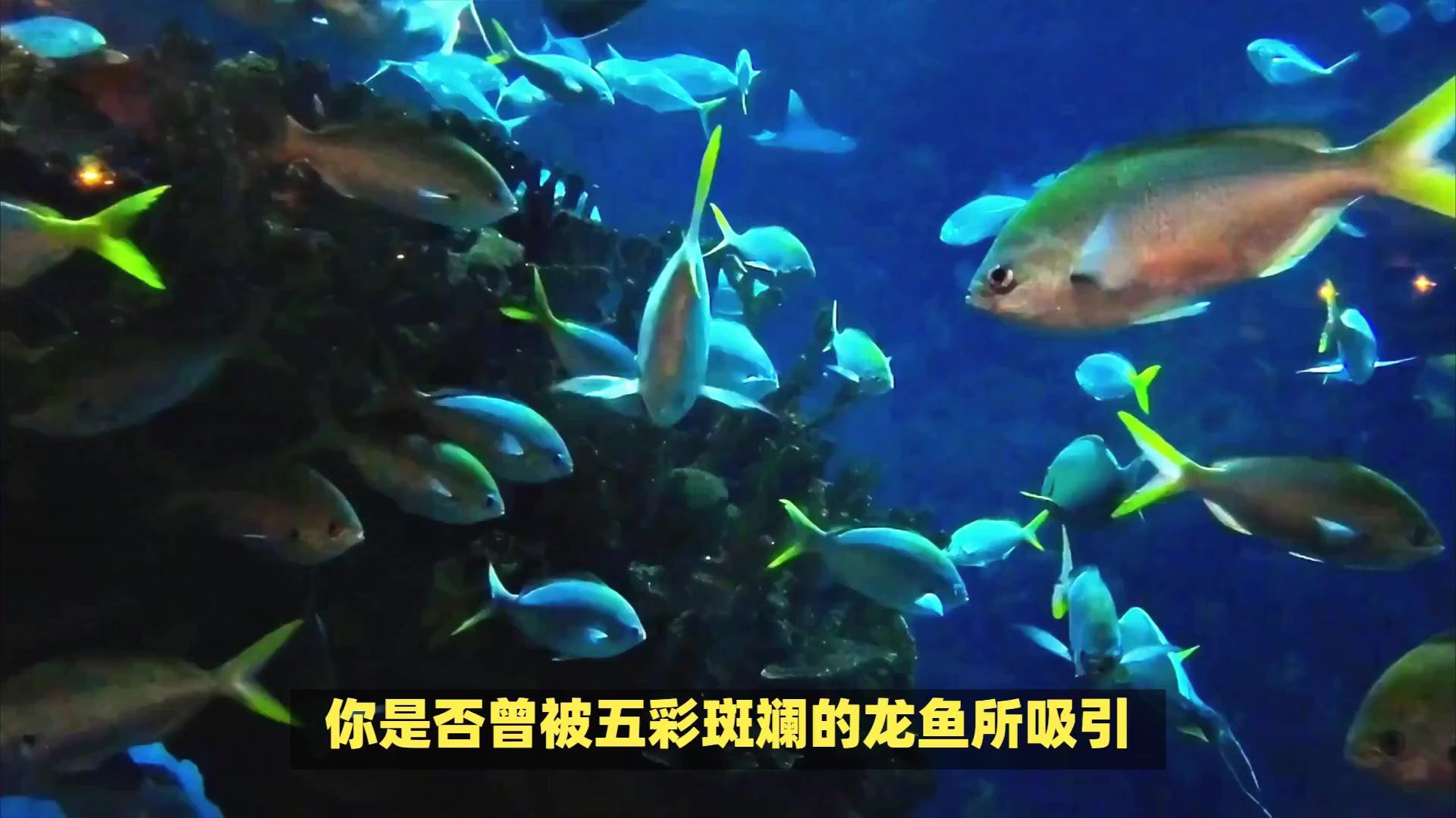 如何區分七彩龍魚和銀龍魚？，七彩銀龍魚和銀龍魚有什么區別