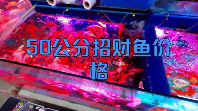 不同尺寸的招財(cái)龍魚(yú)價(jià)格差異大嗎？，不同尺寸招財(cái)龍魚(yú)價(jià)格差異大嗎招財(cái)龍魚(yú)價(jià)格差異大嗎