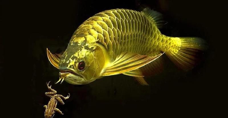 25公分金龍魚多久喂一次，金龍魚一天喂多少次食譽(yù)祥祥知識龍魚幾天喂一次- 25公分金龍魚多久喂一次，金龍魚一天喂多少次食譽(yù)祥祥知識龍魚幾天喂一次- 龍魚百科 第5張