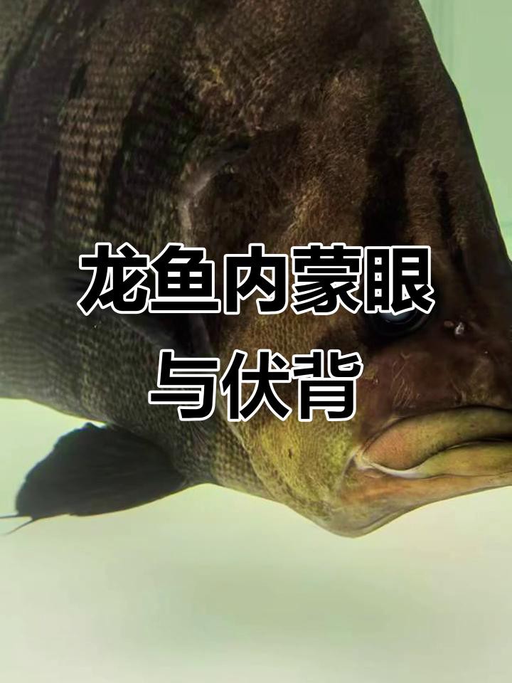 如何判斷龍魚是否得了爛尾病？，如何判斷龍魚爛尾病？