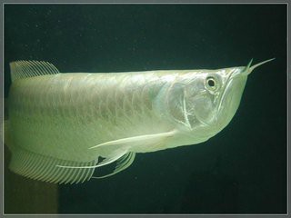 50厘米銀龍魚多久喂一次，50厘米的銀龍魚，多久喂一次比較好 50厘米銀龍魚多久喂一次，50厘米的銀龍魚，多久喂一次比較好 龍魚論壇 第4張