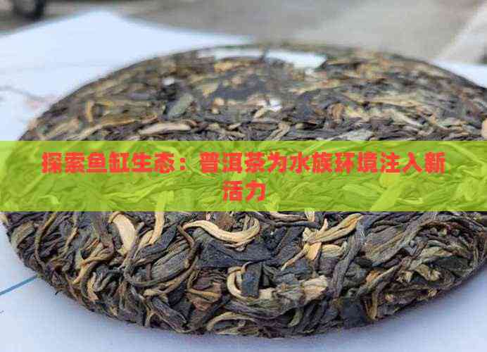 普洱水族店，商丘網普洱水族店哪家口碑最好