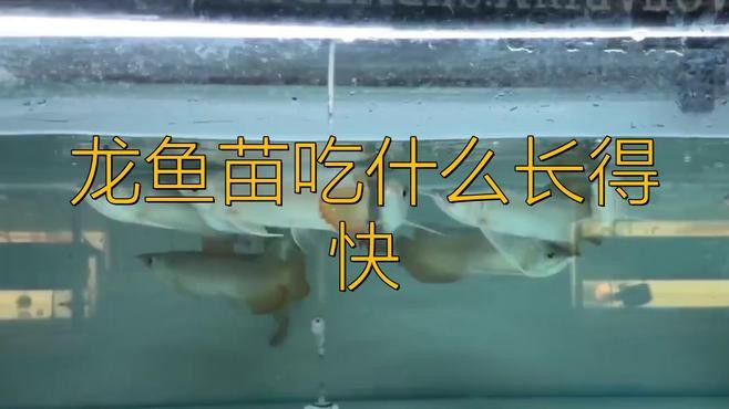 如何科學配比龍魚飼料？，《如何科學配比龍魚飼料》龍魚喂食技巧大揭秘