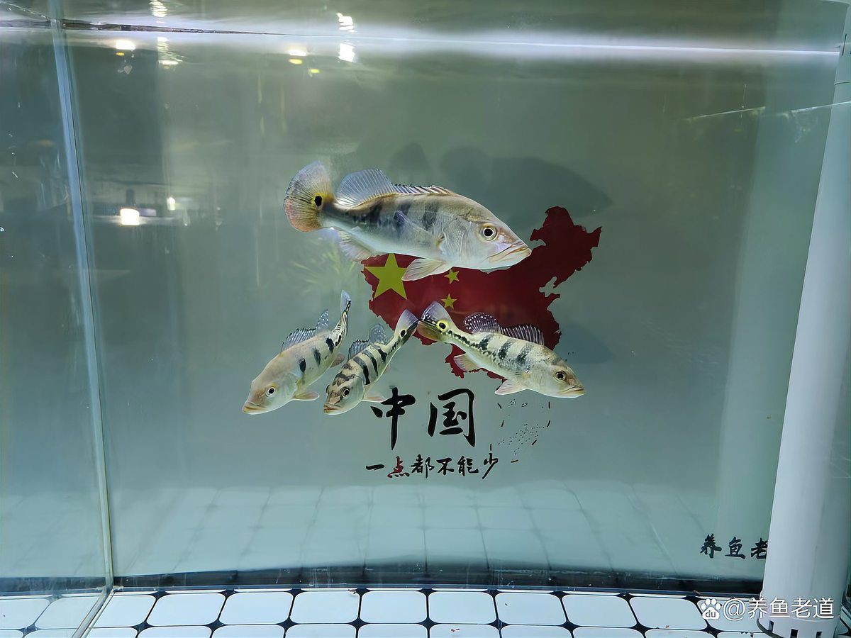 通化魚缸維護，通化地區的魚缸維護是一項系統性工作