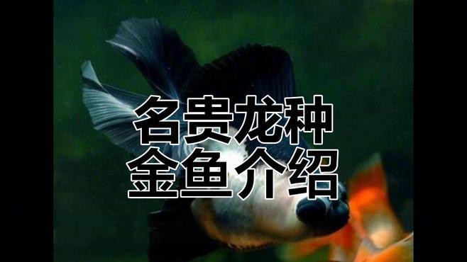 哪種龍睛魚品種最稀有？，九大名貴龍品種揭秘，獨(dú)特特征與稀有品種全解析