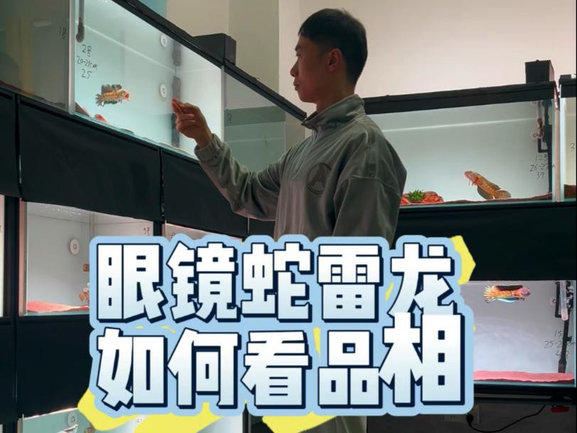 如何辨別雷龍魚的品質(zhì)，《如何辨別雷龍魚的品質(zhì)》