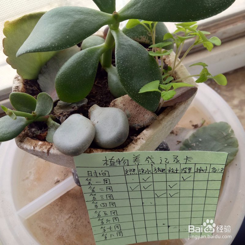 如何制作金龍苗的成長記錄卡？，《如何制作金龍苗的成長記錄卡》