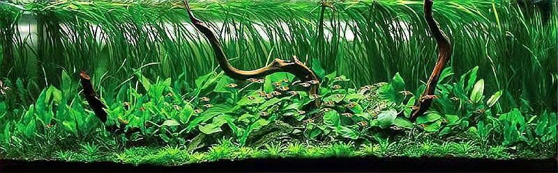 遼陽魚缸維護，遼陽地區魚缸養護