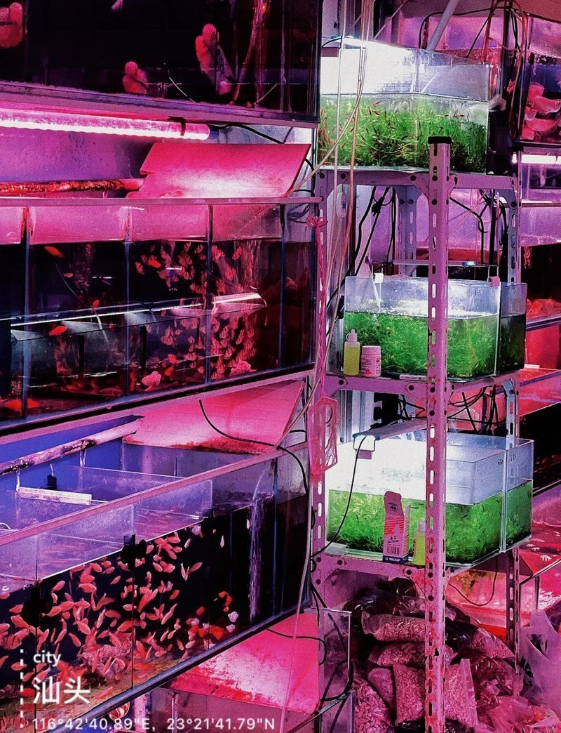 汕頭水族店，汕頭擁有多家特色鮮明的水族店，為當(dāng)?shù)丶爸苓叺貐^(qū)的水族愛好者提供了豐富的選擇