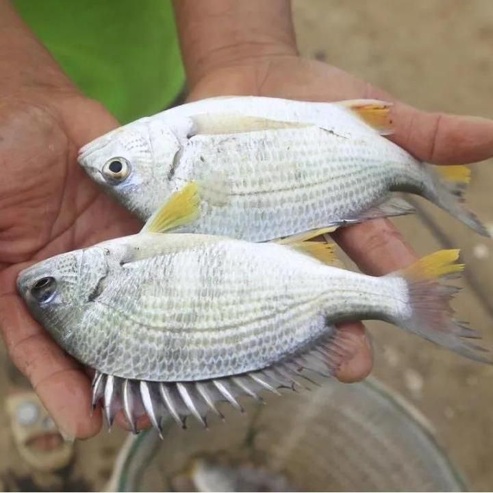 立魚是淡水魚還是海魚，珠海金灣黃立魚一條魚的鮮味秘訣搜狐新聞釣法搜狐新聞