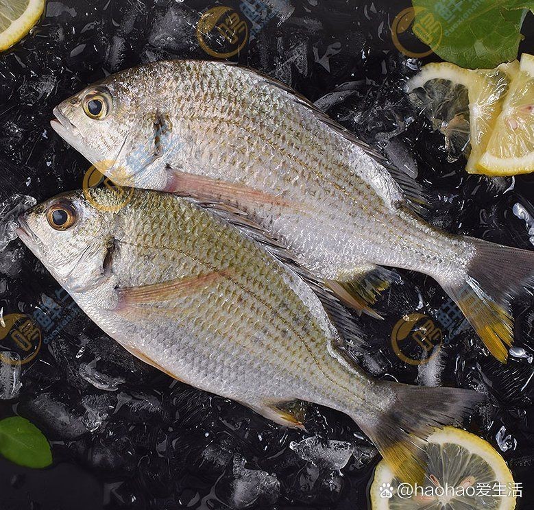 立魚是淡水魚還是海魚，珠海金灣黃立魚一條魚的鮮味秘訣搜狐新聞釣法搜狐新聞