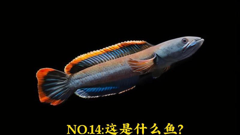 彩虹雷龍的市場(chǎng)價(jià)格是多少？，彩虹雷龍的價(jià)格大揭秘