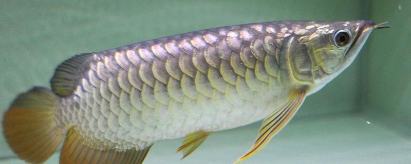 40厘米銀龍魚需要多大的魚缸？，40厘米銀龍魚大小會限制魚生長嗎佩特汪看著“霸氣”