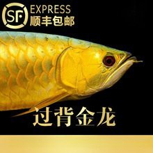 哪里可以購買到純種的過背藍(lán)金龍魚？，純種過背藍(lán)金龍魚的購買渠道