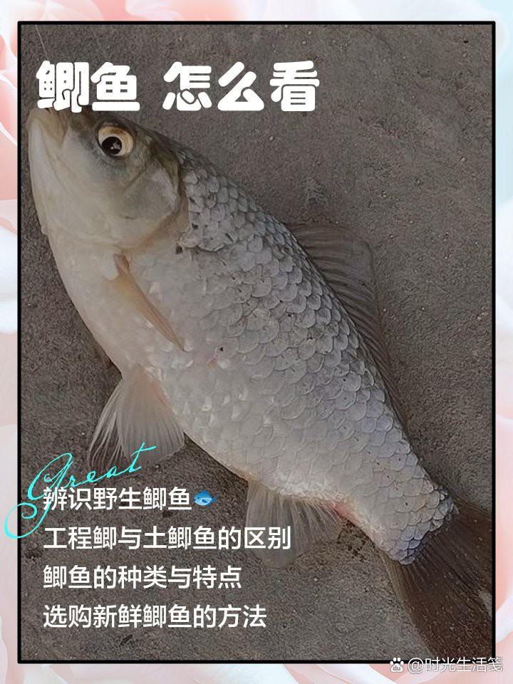 什么鯽魚中間有一條虛線，鯽魚側線之謎