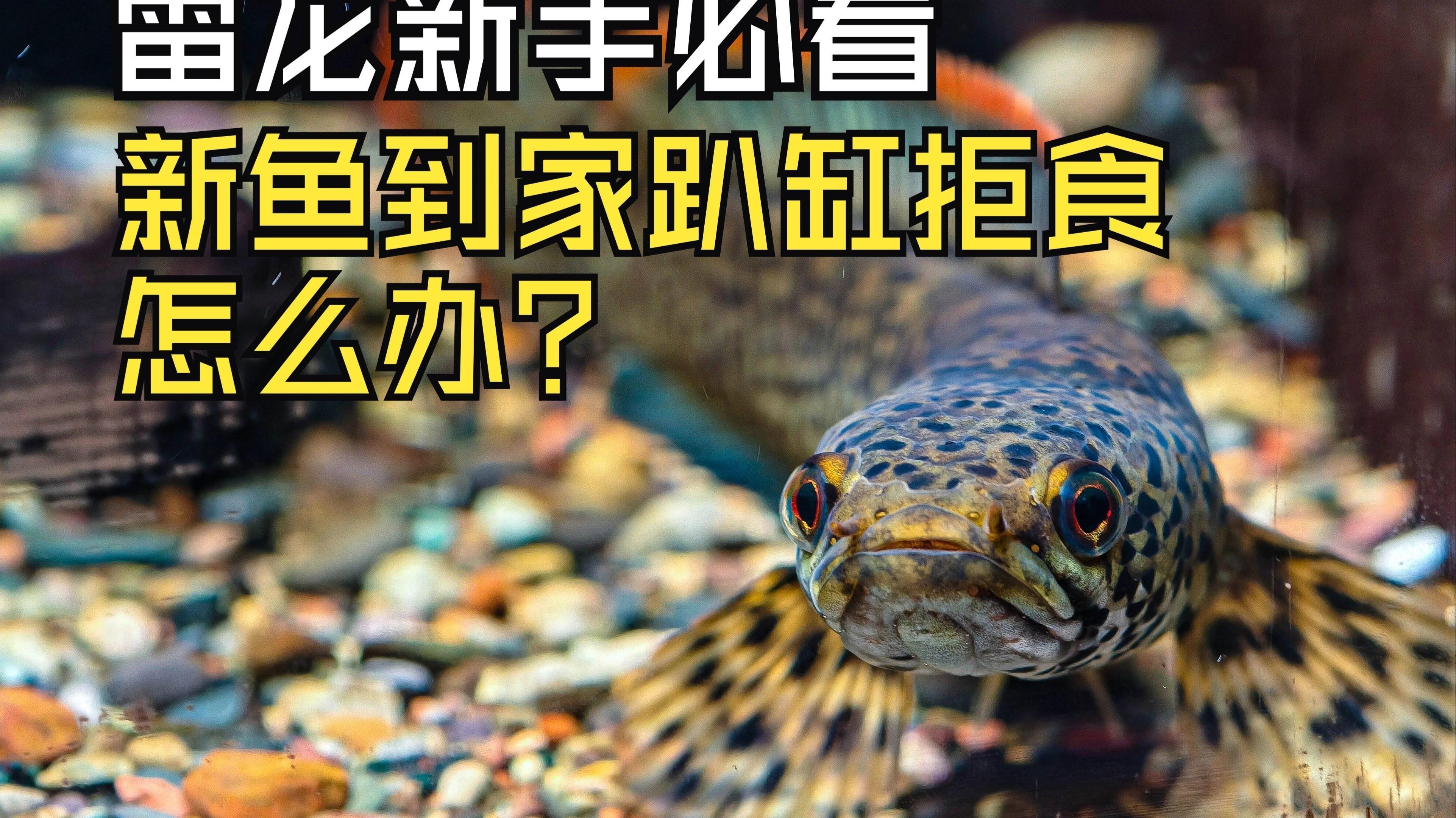 如何判斷龍魚是否適應新缸？，如何判斷水是否適合龍魚生長