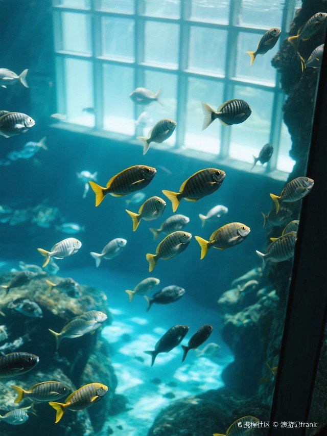 橫峰水族店，橫峰水族店地址在哪里