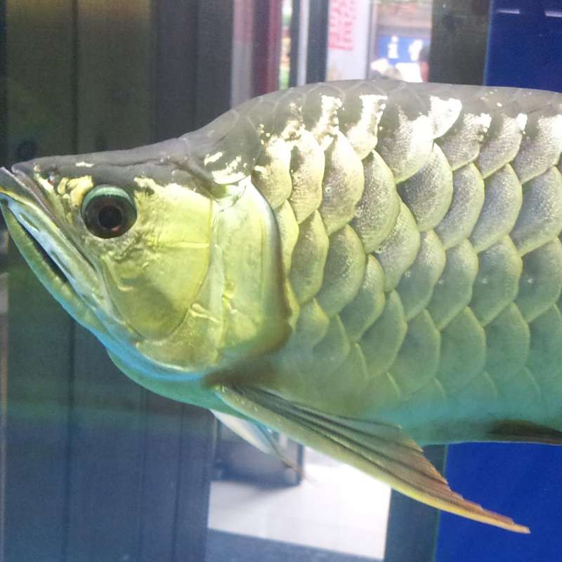 如何區分短身福龍王魚的不同品種？，zili大紅色龍王魚有哪些品種