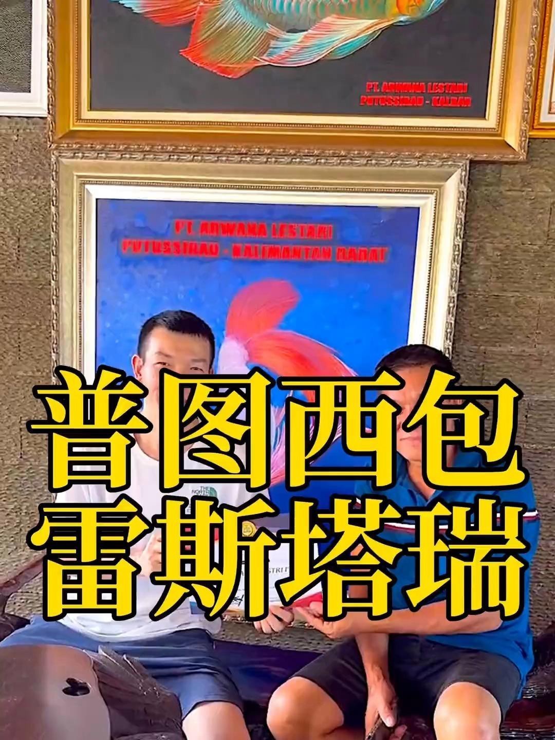 鳳凰龍魚有哪些品種？，鳳凰龍魚有多少個品種研途王導(dǎo)龍魚品種史跡巡編輯