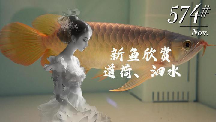 泗水龍魚(yú)店，哈爾濱泗水龍魚(yú)商貿(mào)有限公司如何辨別泗水龍魚(yú)的品質(zhì)